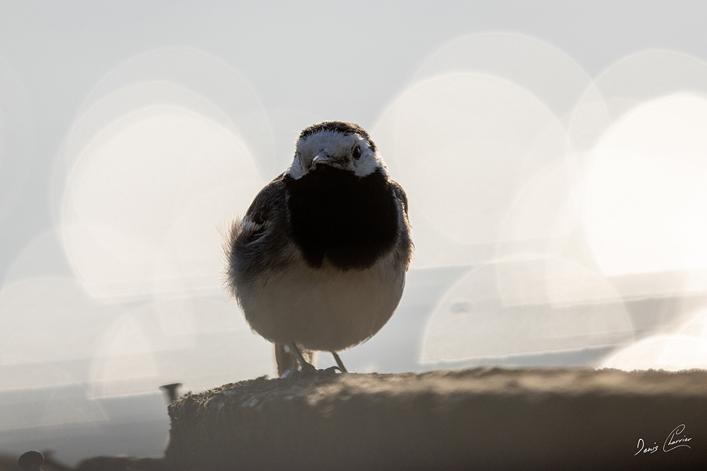 Bergeronnette grise avec effets de flare